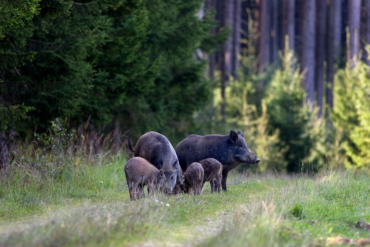 Heidelberg: Jäger appellieren an Naturbesucher wegen Brut- und Setzzeit